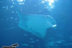 2009-03-01_florida-bahamas_0916