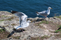 Gross-2023-08-20-UK-Tour-mit-Willy-00217