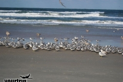 2009-03-01_florida-bahamas_1872