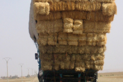 2005-09-13_marokko_0364