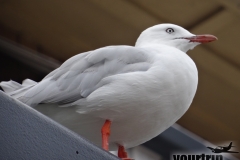 2017-01-19_Australien_mk_00009_00038